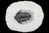Spiny Comura Trilobite - Oufaten, Morocco #160894-1